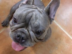 -柯斗斗主题餐厅·狗咖·围炉煮茶·茶饮(国瑞升平里店)