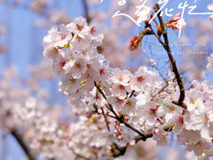 -东平国家森林公园
