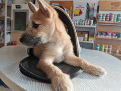 -宠颐生·恒爱宠物医院(静海店)