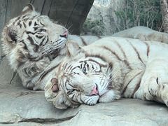 -北京野生动物园