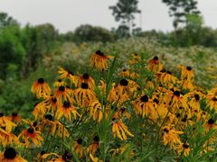 -海上花岛玫瑰园采摘