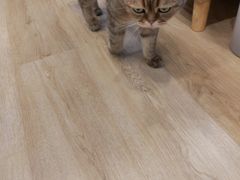 -有喵·猫咖·狗咖·30几只猫10只小狗(岗厦店)