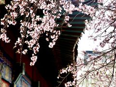-桃花堤公园