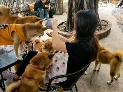 -柴犬高等学院·狗咖·柴犬售卖·宠物训练