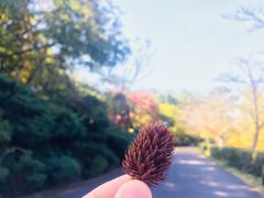 -汉拿树木园