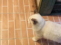 -猫咪博物馆(顶澳仔猫街店)