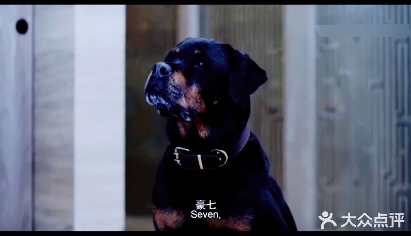 豪七“大义灭亲”