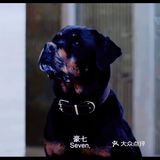 豪七“大义灭亲”
