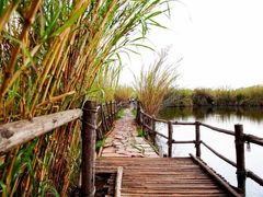 -五甲塘生态湿地公园