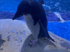 -上海海昌海洋公园