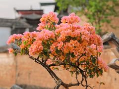 -妈妈的味道·腾冲特色菜(和顺古镇店)