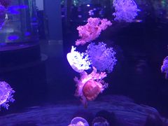 -石家庄海洋公园