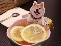柠檬红茶-逗柴咖啡屋·狗咖猫咖宠物桌游