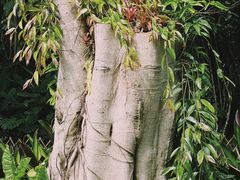 -中国科学院西双版纳热带植物园