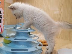 -屋虎猫馆(宝安大仟里店)