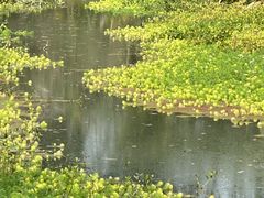 -桤木河湿地公园