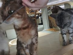 -more than meow吴止猫主题餐厅(承德 中船汇店)