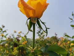 -香蜜公园