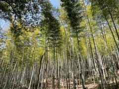 -上海佘山国家森林公园天马山园