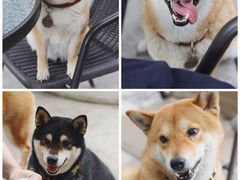 -柴犬高等学院·狗咖·柴犬售卖·宠物训练