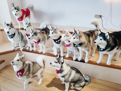 -Husky Go! 哈士奇体验馆·宠物咖啡厅狗咖