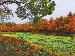 -上海海湾国家森林公园