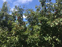 -永定河休闲森林公园