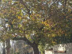 -商丘市人民公园