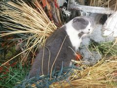 -共舞时光猫咖·狗咖(新街口店)