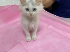 -北京观赏动物医院·24小时大型综合·猫专科·异宠专科