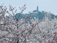 -苏州上方山国家森林公园