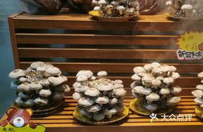 Organic Live Mushroom