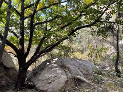 -鲁山国家森林公园