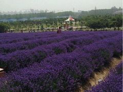 iphone_upload_pic-鼎泰丰(国金店)