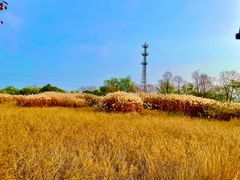 -良渚古城遗址公园