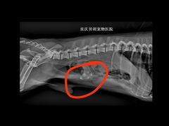 -贝利宠物医院·骨科·眼科·肿瘤转诊中心(南坪诊疗中心)