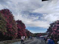 -贵州百里杜鹃风景名胜区
