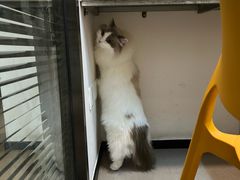-御宝贝·A梦猫科宠物医院(国际猫友好医院)