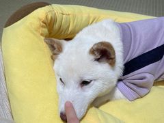 -逗柴咖啡屋·狗咖猫咖宠物桌游