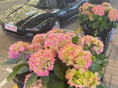 -玩具反斗城(海港城店)