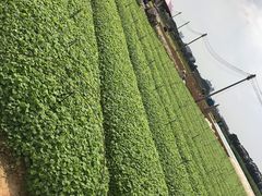 -光明小镇欢乐田园
