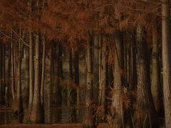 -白鹭湾湿地公园