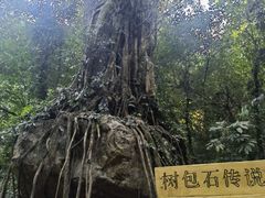 -莫里热带雨林景区