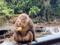-西岭雪山大飞水景区