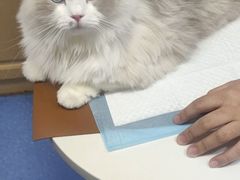 -天使宠物医院·犬猫分诊(彩虹店)