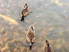 三亚湾海居铂尔曼度假酒店-三亚湾海居铂尔曼度假酒店