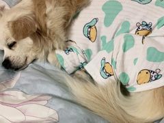 -美联众合动物医院·24h转诊中心