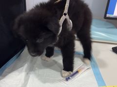 -天使宠物医院·犬猫分诊(彩虹店)