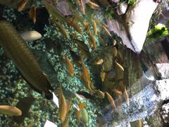 -迪拜水族馆及水下动物园