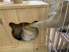 -柴迷FANS CLUB·柴犬狗咖·猫咖